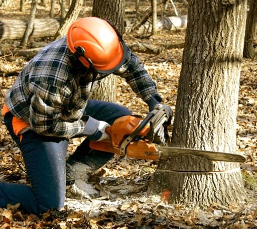 Tree Removal in Essex, IL